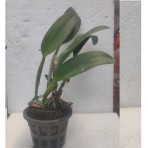 Rhyncholaeliocattleya Prada Green Deluxe Flowering Size
